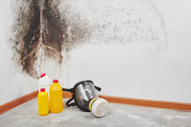 Mold Removal Process in Palmetto, FL