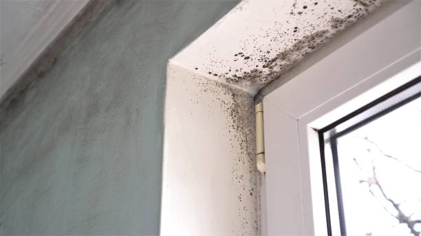 Certified Mold Removal in Palmetto, FL
