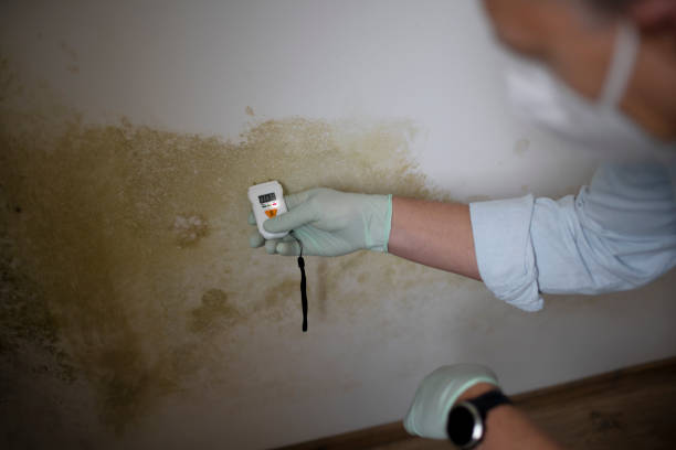 Office Mold Removal Services in Palmetto, FL