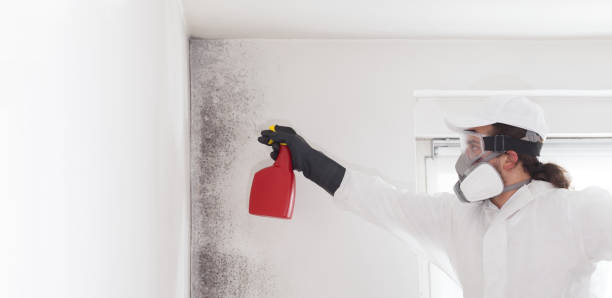 Best Commercial Mold Removal  in Palmetto, FL